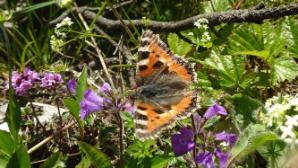 Schmetterling