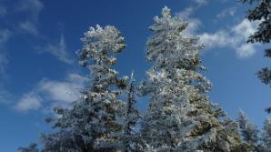 Frostbäume