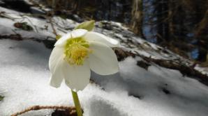 Schnee mit Rose