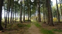 Auf Wald und Forstwegen auf den Jauerling