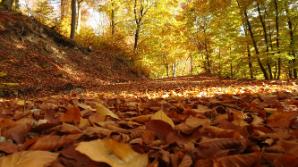 Im Wald aufwärts