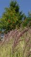 Gras und Strauch