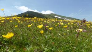 Blümchen mit Blick zur Heukuppe