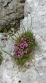 Felsenblumen