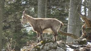 Poser-Steinbock