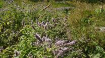 Blumen