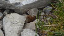 Ein Frosch