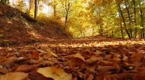 Im Wald aufwärts