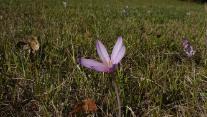 Blümchen auf der Wiese