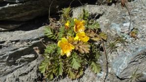 Blumen