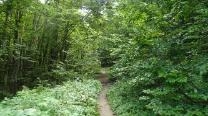 Im Wald weiter