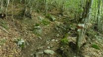 Im Wald aufwärts
