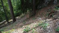 Im Wald abwärts