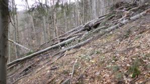 rund um und übers Holz