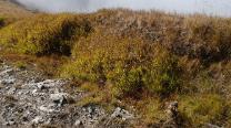 Strahlendes Gras im Sonnenschein