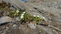 Blumen