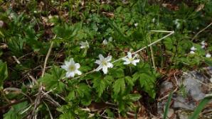 Blümchen im Anstieg