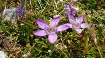 Blumen am Rückweg