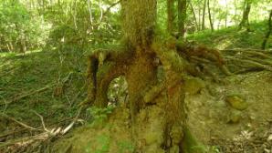 Ausgeschwemmter Baum