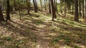 Auf und ab auf einem schönen Waldweg