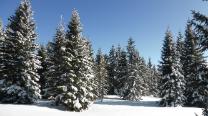 Durch schönen Winterwald