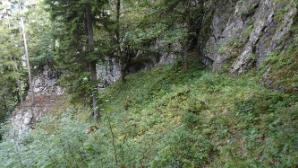 Gebüsch und Waldwege