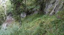 Gebüsch und Waldwege