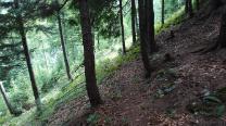 Baum und Stauden