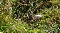 Schmetterling