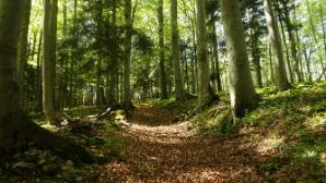 Im Wald weiter