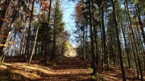 Laubbedeckter Forstweg