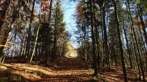 Laubbedeckter Forstweg