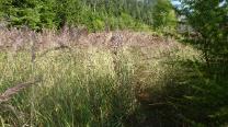 Suchbild