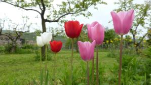 Tulpen in allen Farben