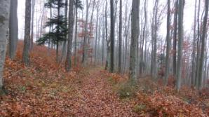 Unter dem Nebel auf Laubwegen