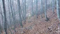 Im Wald wieder runter