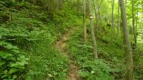 Nun im Wald hinauf in Richtung Nasskamm