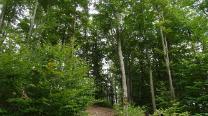 Waldwege