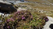 Blumen