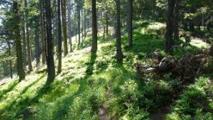 Am Weg zum Tratenkogel