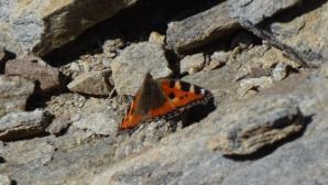 Schmetterling auf 3000m