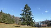 Weihnachtsbaum