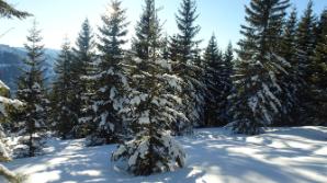 Winterwonderland