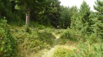 Auf Wald und Wiesenpfaden