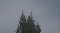 Jeden Baum seinen Vogel