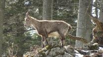 Poser-Steinbock