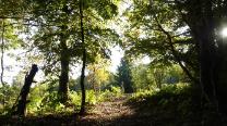 Raus aus dem Wald