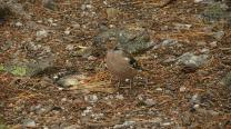 Ein Vogel