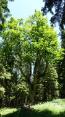 Alter Baum