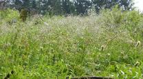 Nasse Blumen